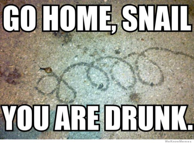 go-home-snail-you-are-drunk.jpg